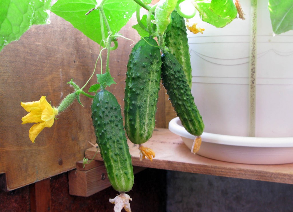 Castraveți pe cultivarea balconului balconului, pe fereastra pas cu pas, cum să crească în sticle de plastic,