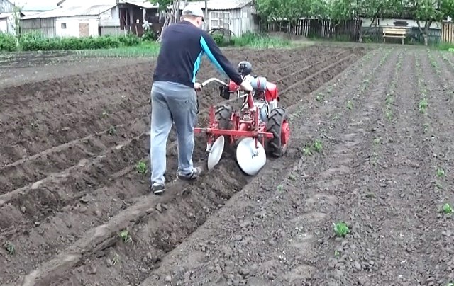 Підгортання картоплі мотоблоком агротехнічне обґрунтування і нюанси процесу