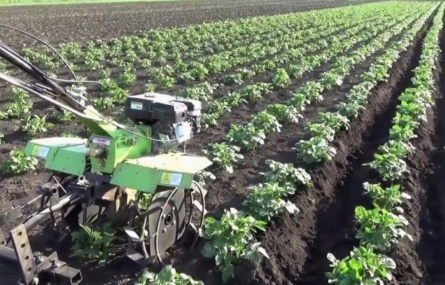 Hilling burgonya motor-blokk alapon és agronómiai folyamat árnyalatok (motor-blokk kupacolás burgonya) Hilling burgonya agronómiai motor blokk alapon és az árnyalatok az eljárás