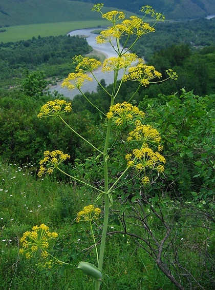 OMIK (nádpálca Dzungarian) (OMIK nádpálca Dzungarian) OMIK (nádpálca Dzungarian)