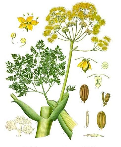 OMIK (ferula Junggar) (csepp naponta kétszer) OMIK (nádpálca Dzungarian)