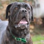 Leírás olasz kutyafajta Cane Corso