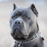 Leírás olasz kutyafajta Cane Corso