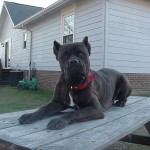 Leírás olasz kutyafajta Cane Corso