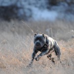 Leírás olasz kutyafajta Cane Corso