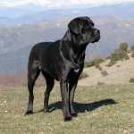 Leírás olasz kutyafajta Cane Corso