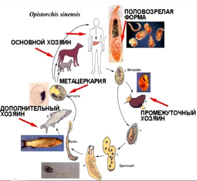 Opisthorchiasis, tünetei és kezelése a felnőtt férfiak és nők