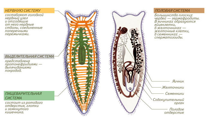 Opisthorchiasis, tünetei és kezelése a felnőtt férfiak és nők