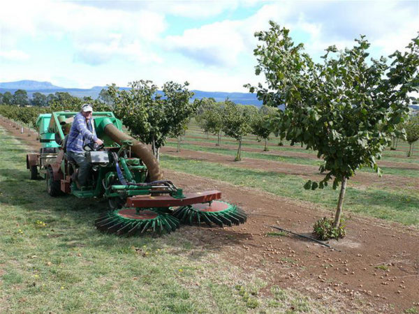 Industria nutrețului de grădină pe nuci, productivitatea de la 1 hectar, plan de afaceri