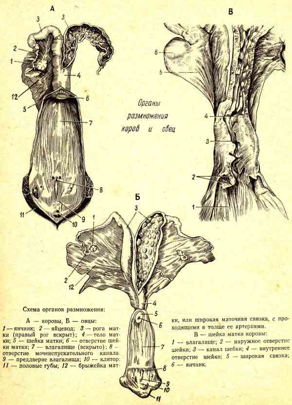 Органи розмноження корів і овець