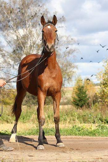 Орловська порода коней характеристика, фото і опис