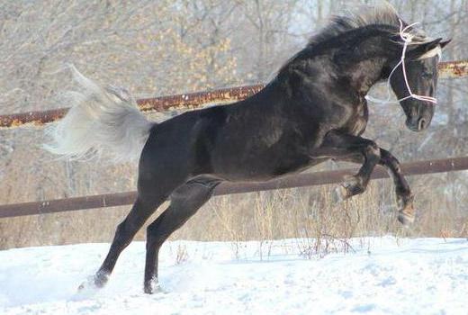 Orel rase de cai caracteristice, fotografie și descriere