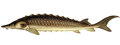 Sturgeon - pește siberian