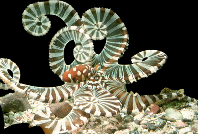 Octopus az akváriumban - akvárium fórum