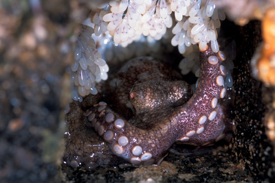 Octopus az akváriumban - akvárium fórum