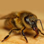 Гострий параліч бджіл характерні ознаки захворювання, діагноз, профілактика і лікування, ветеринарна