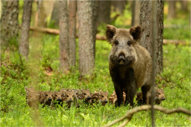 Відпочинок в білорусі з дітьми