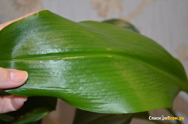 Ismertetőt houseplant euharis jól, nagyon hasonlít a nárcisz, a visszavonás időpontjától 29/10/2014 22 52 45