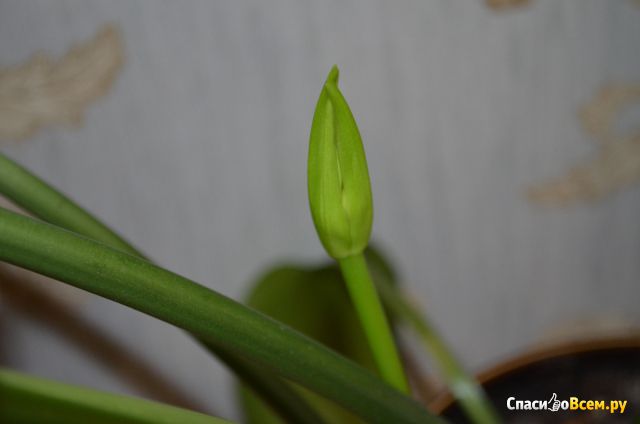 Ismertetőt houseplant euharis jól, nagyon hasonlít a nárcisz, a visszavonás időpontjától 29/10/2014 22 52 45