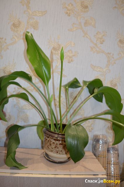 Ismertetőt houseplant euharis jól, nagyon hasonlít a nárcisz, a visszavonás időpontjától 29/10/2014 22 52 45