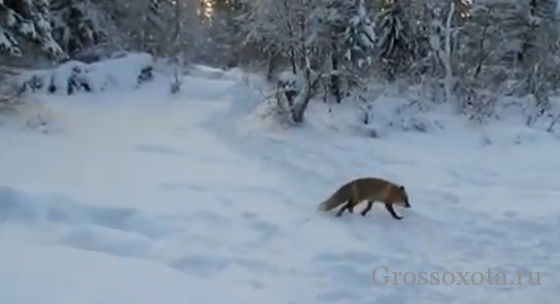 Полювання на лисицю з засидження