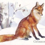 Полювання на лисицю з засидження