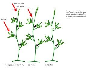 Pasynkovanie scheme de tomate, metode, recomandări