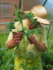 Pasynkovanie scheme de tomate, metode, recomandări