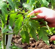 Pasynkovanie scheme de tomate, metode, recomandări