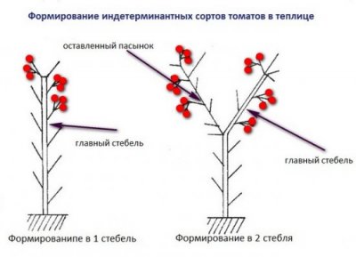 Pasynkovanie roșii în schema de seră, formarea de Bush, timp, caracteristici, fotografii, topsadnik