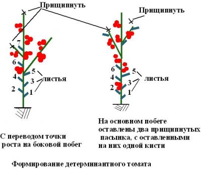 Пасинкування томатів у теплиці схема, формування куща, час, особливості, фото, топсадовнік