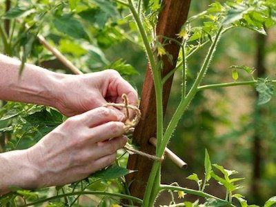 Пасинкування томатів у теплиці схема, формування куща, час, особливості, фото, топсадовнік