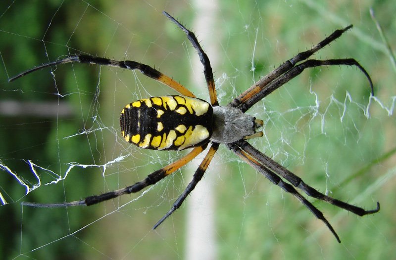 Aripa Spider