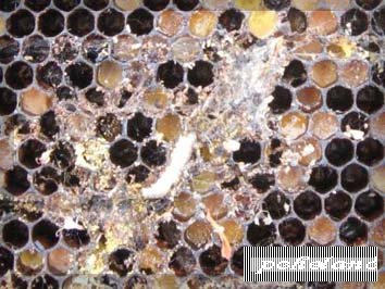 Bee vagy moly mellonella - legnagyobb ellensége méhész és legerősebb ellen az orvos (mol) Bee molyok vagy mellonella - a legnagyobb ellensége a méhész és a legerősebb anti-pióca