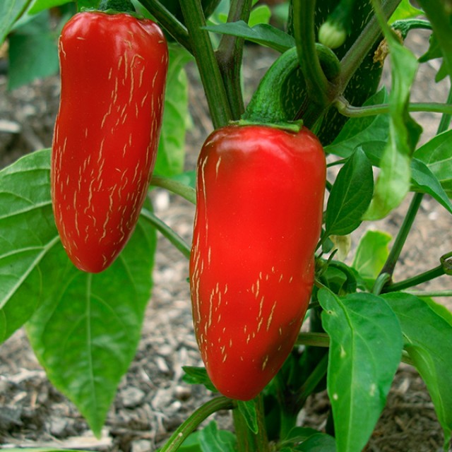 Mexikói jalapeno paprika fűszeres zöldség