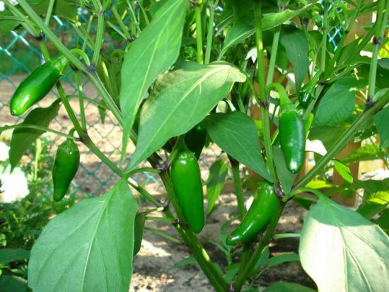 Pepper jalapeno în creștere acasă, fotografie și descriere, plantarea de semințe