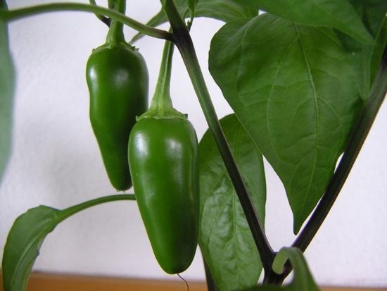 Pepper jalapeno în creștere acasă, fotografie și descriere, plantarea de semințe