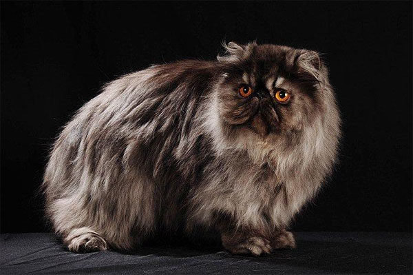 Персидська кішка - характеристика породи