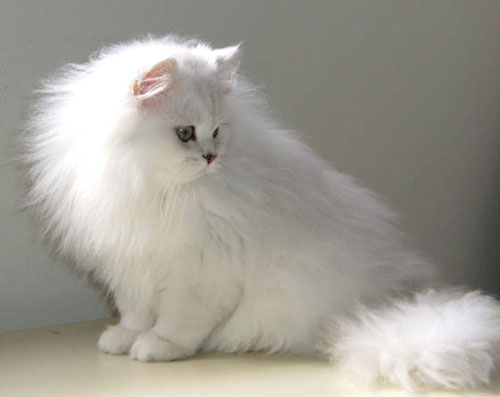 Pisica persana - caracteristicile rasei