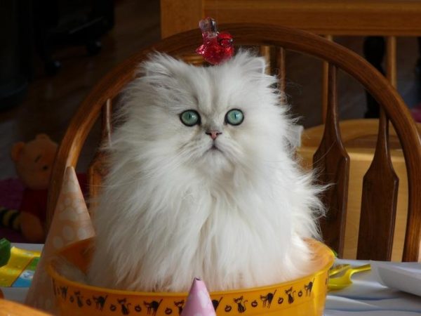Pisica persana - caracteristicile rasei