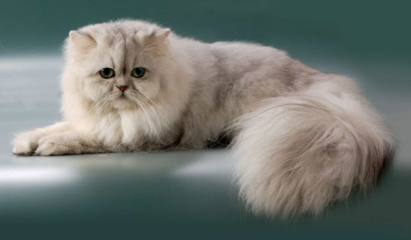 Персидська кішка - характеристика породи