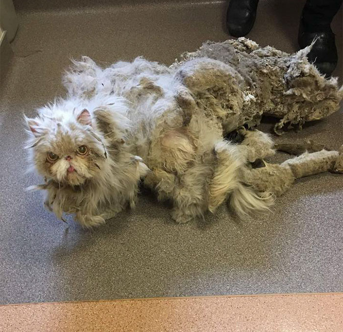 Pisica Sindbad persană salvată de lână neglijată încurcată