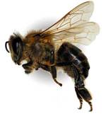 Primul ajutor pentru viermi de albine, viespi, albine