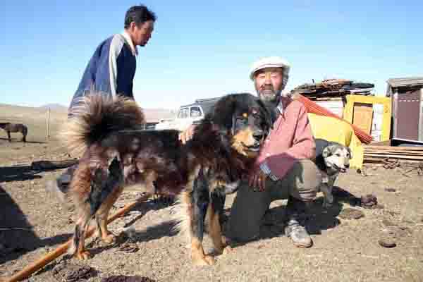 Kennel Gamayun păstori caucazieni și lupi buryat-mongolieni, genetica culorilor