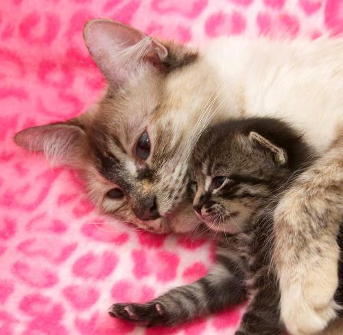 Miért macska harap kiscicák - női világ