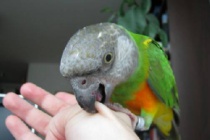 Чому папуги кусаються, наші кращі друзі