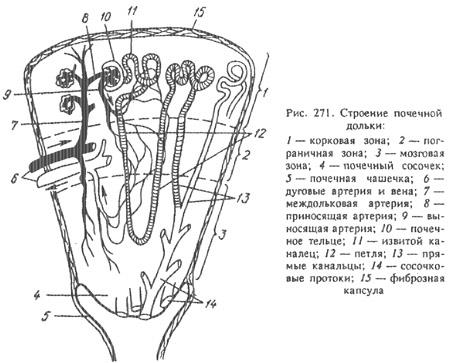 Rinichi de animale (partea 1) - totul despre medicina veterinară