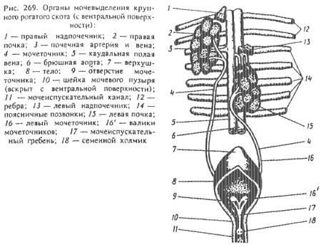 Rinichi de animale (partea 1) - totul despre medicina veterinară