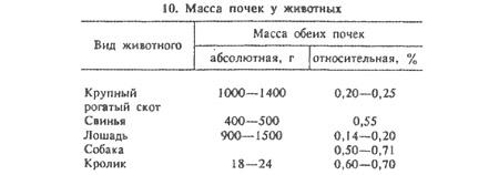 Állatok veséjében (1. rész) - az összes állat-egészségügyi