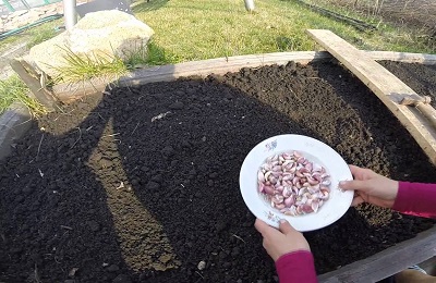 Pregătirea paturilor pentru plantarea usturoiului pentru iarnă